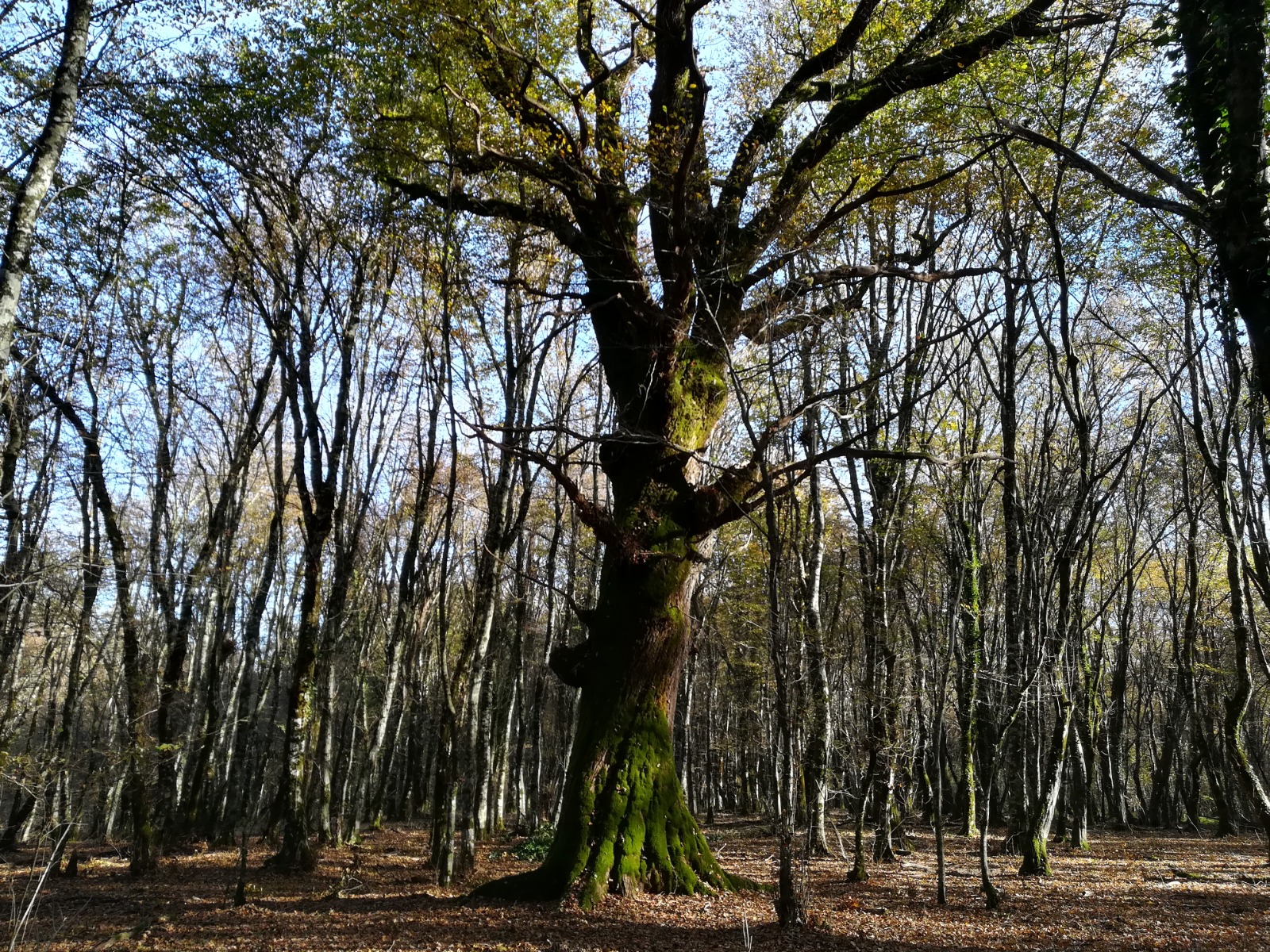 Image Alt